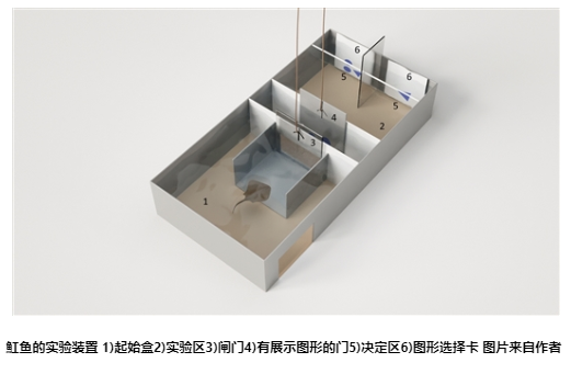 魚的算術(shù)能力堪比無脊椎動(dòng)物